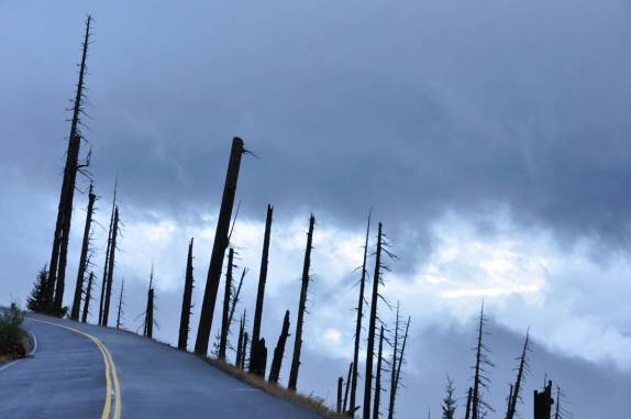 A floresta de árvores mortas, chegando ao Mt. St. Helens, no estado de Washington, oeste dos Estados Unidos